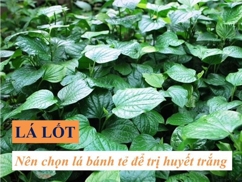 lá lốt để chữa bệnh huyết trắng