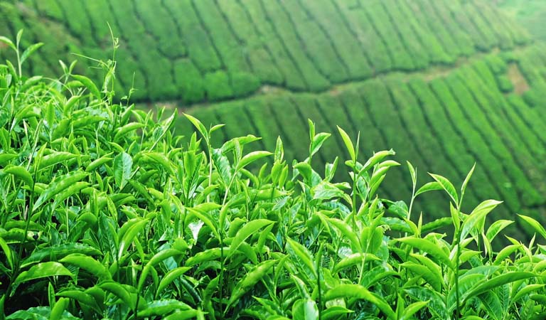 Rửa vùng kín có mùi hôi bằng nước lá chè xanh