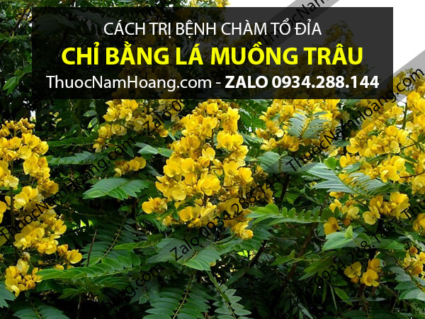 Cách trị chàm bằng lá muồng trâu