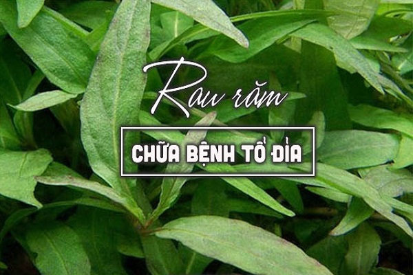 rau răm trị tổ đỉa