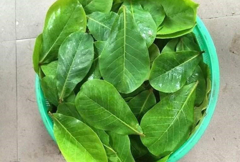 Ưu và nhược điểm lá bàng để chữa bệnh tổ đỉa