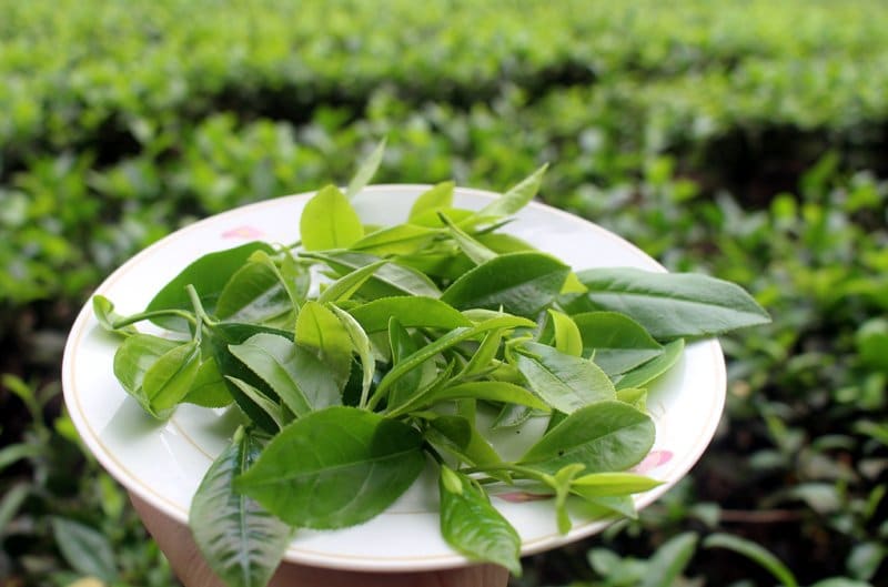 Giã đắp búp chè non trị trổ đỉa cho bà bầu