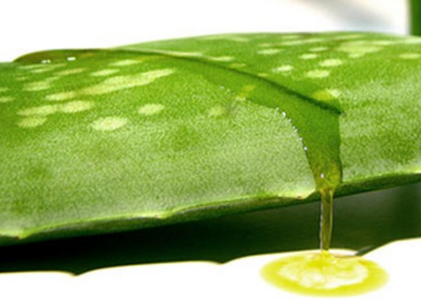 dùng gel nha đam trị tổ đỉa cho bà bầu