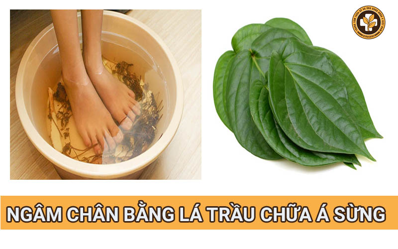 Lá trầu không chữa á sừng