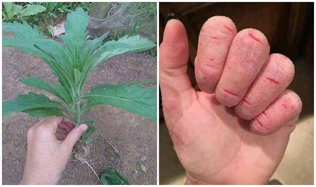 chữa á sừng từ cây ngải dại