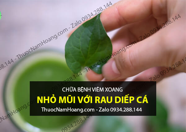 thuốc xịt viêm xoang bằng Nước cốt Rau Diếp Cá