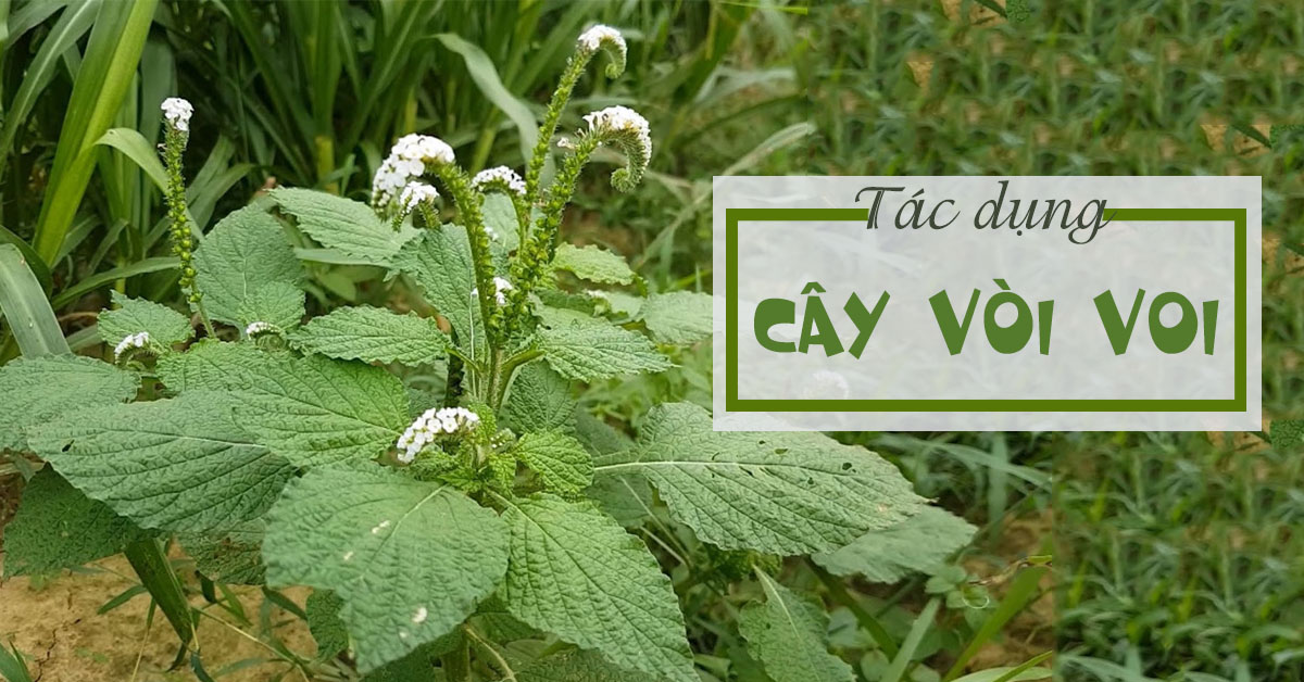 Tác dụng chữa trị vảy nến của cây vòi voi
