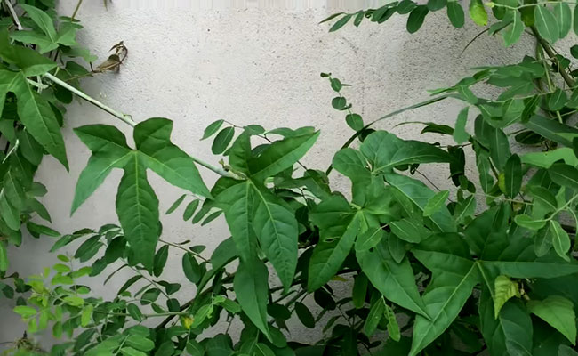 Cây chìa vôi có mấy dòng