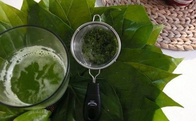 trị đau lưng bằng lá lốt với bài thuốc uống