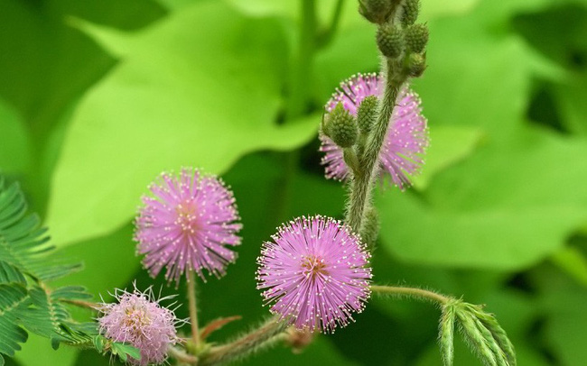 Bài thuốc từ rễ cây trinh nữ