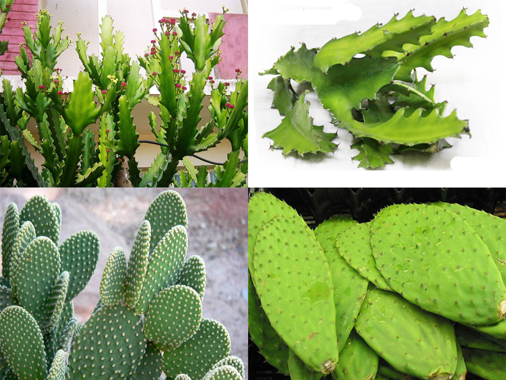 Cách trị mỏi lưng bằng nguyên liệu tự nhiên