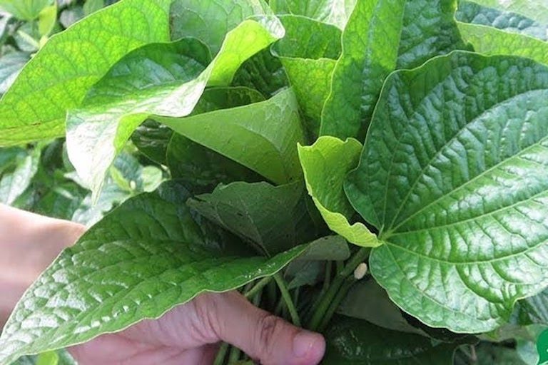 lá lốt chữa đau lưng