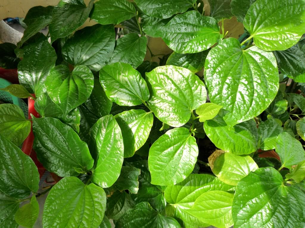 lá lốt chữa đau lưng