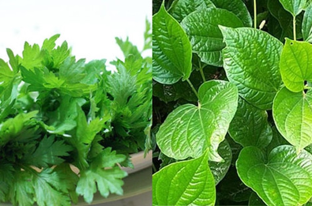 Chữa đau lưng bằng lá lốt và ngải cứu