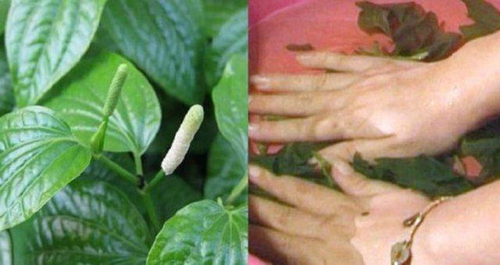 Chữa bệnh đau lưng bằng lá lốt