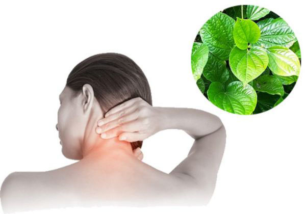 Lá lốt kết hợp với gai tầm xoong giảm đau lưng