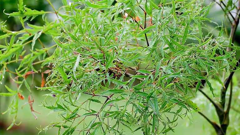 trị đau lưng bằng cây đinh lăng