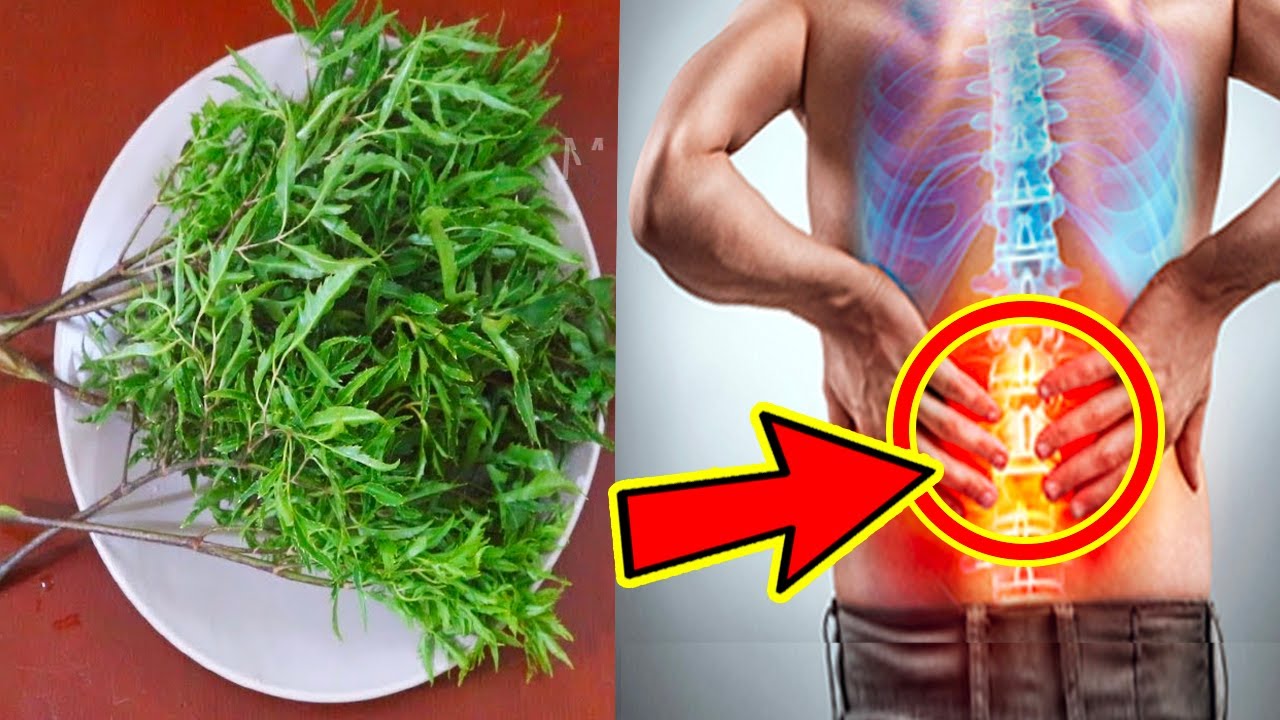 Lá đinh lăng chữa trị đau lưng