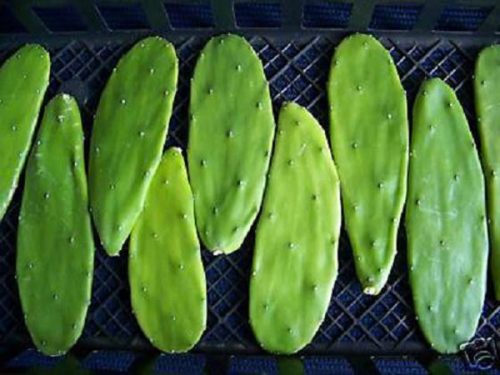 Tác dụng chữa trị đau lưng của cây xương rồng