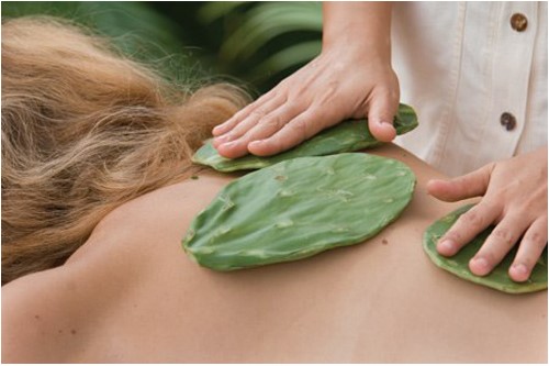 Chữa đau lưng bằng xương rồng nướng