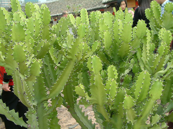 chữa đau lưng bằng cây xương rồng ba chia