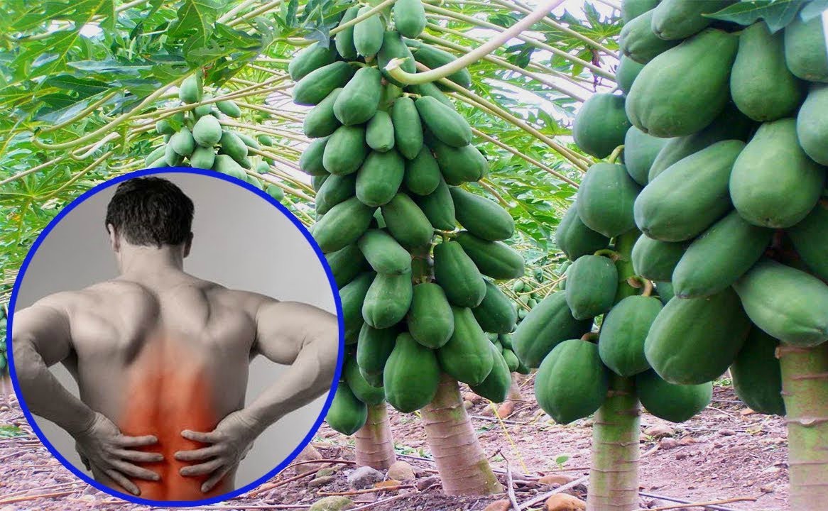 Chữa đau lưng bằng thoa nước đu đủ