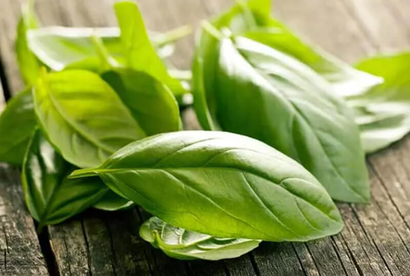 Tỏi kết hợp lá húng quế chữa đau lưng