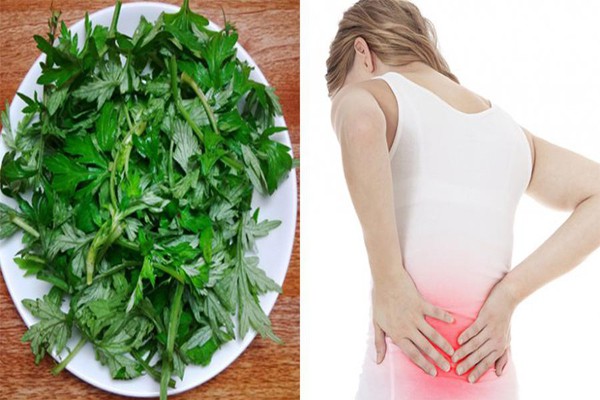 Dùng ngải cứu giảm đau lưng hiệu quả