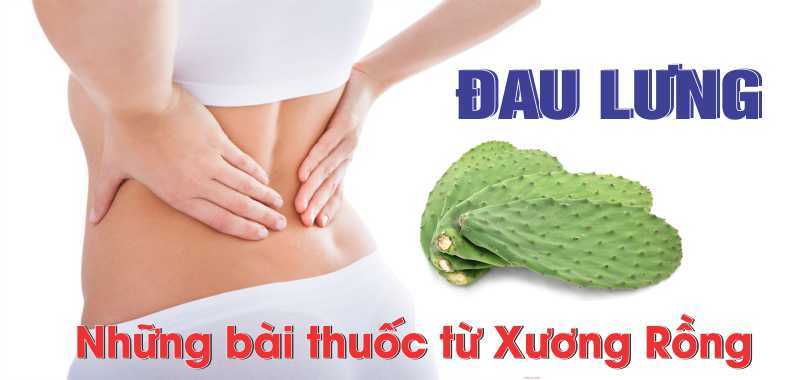 giảm đau nhức lưng tại nhà bằng xương rồng