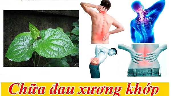 Cách trị đau nhức lưng hiệu quả từ lá lốt