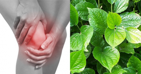 Cách sử dụng lá lốt điều trị đau khớp gối