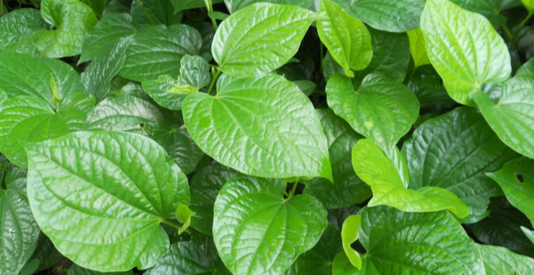 Giảm đau viêm khớp vùng chậu bằng lá lốt