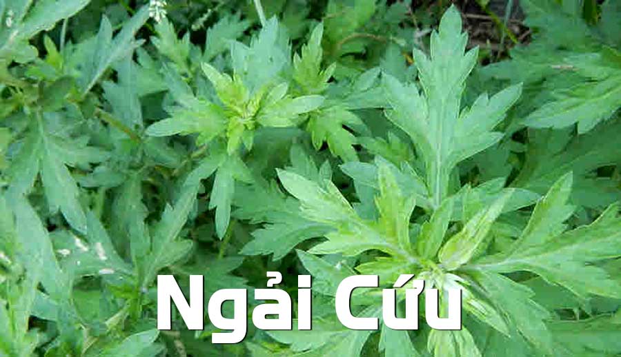 Bài thuốc từ lá ngải cứu