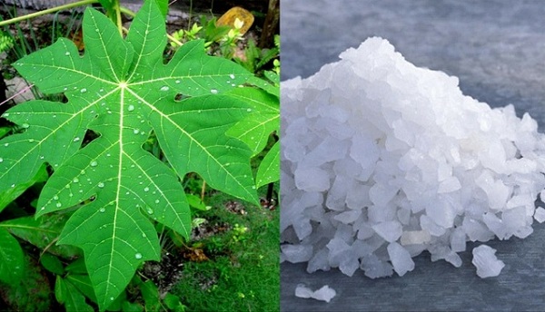 trị đau đầu gối không kèm sưng bằng lá đu đủ và muối