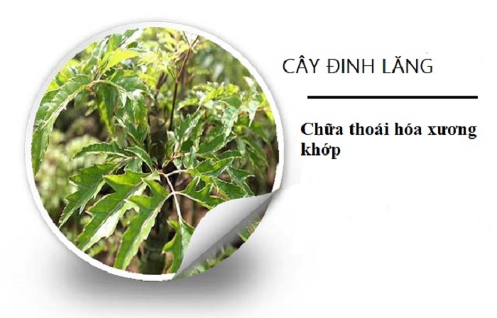 Bài thuốc từ cây đinh lăng chữa đau khớp gối
