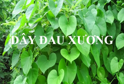 trị đau khớp gối từ dây đau xương