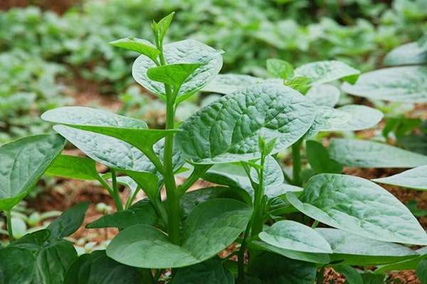trị đau khớp gối bằng rau mồng tơi