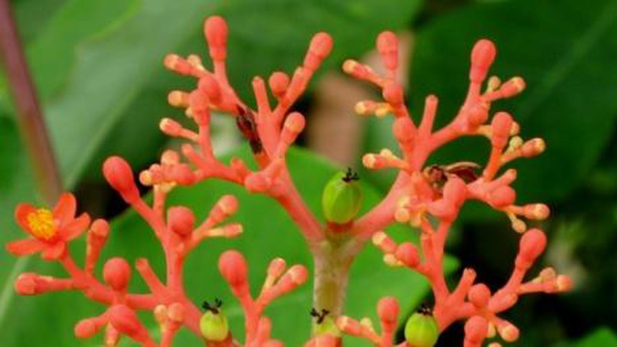 Chữa đau khớp gối từ cây đỗ trọng