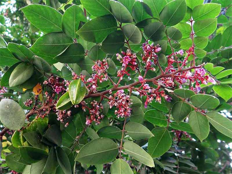 Đắp lá khế chữa viêm da cơ địa
