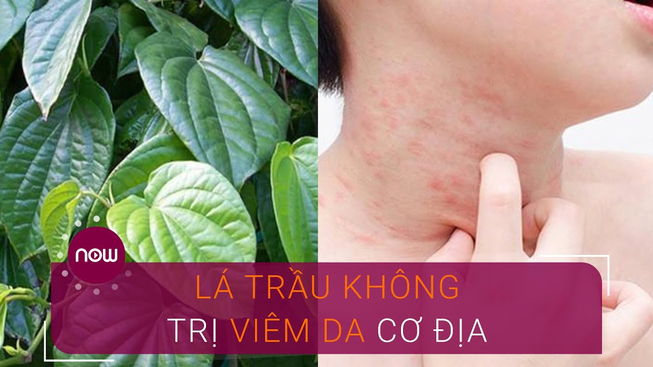 Lá trầu không làm nước tắm