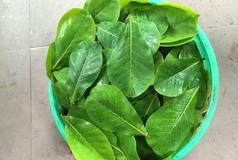 Trị viêm da cơ địa bằng bài thuốc đắp lá bàng