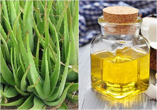 Dầu dừa kết hợp với nha đam