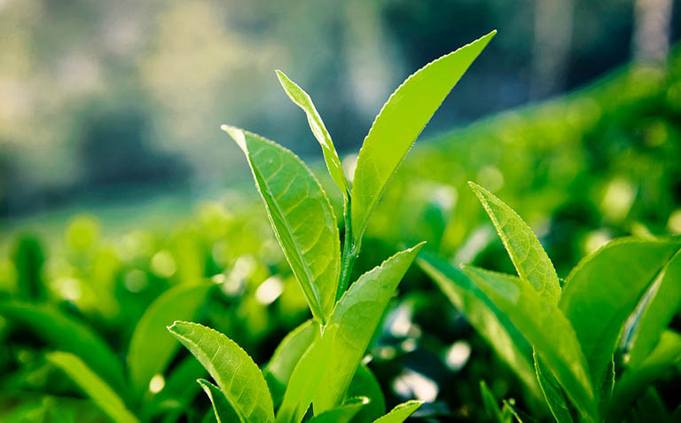 Tắm nước lá chè xanh giảm ngứa viêm da cơ địa