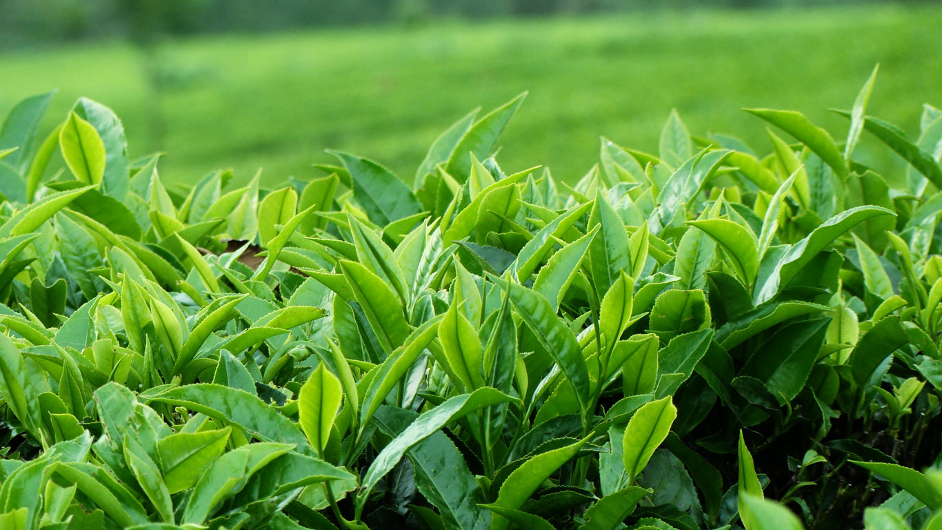 Uống nước lá chè xanh giảm viêm da cơ địa