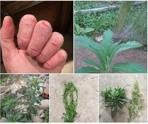Cách trị viêm da cơ địa bằng lá ngải dại