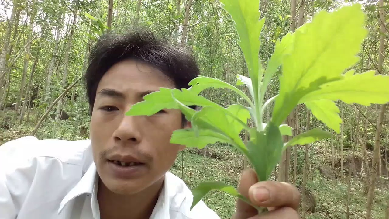 Nấu nước ngâm từ cây ngải dại chữa trị viêm da cơ địa