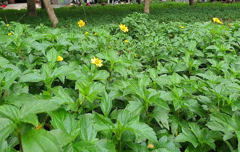 Đắp cây sài đất chữa trị viêm da cơ địa