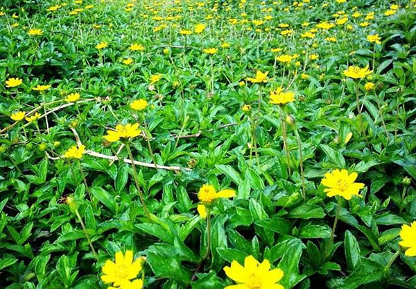 Tắm nước cây sài đất chữa viêm da cơ địa