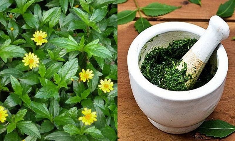 Uống thuốc từ cây sài đất trị viêm da cơ địa
