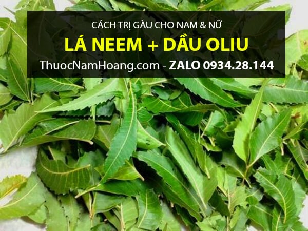 chữa gàu cho nữ bằng Lá nim cũng như Dầu Oliu